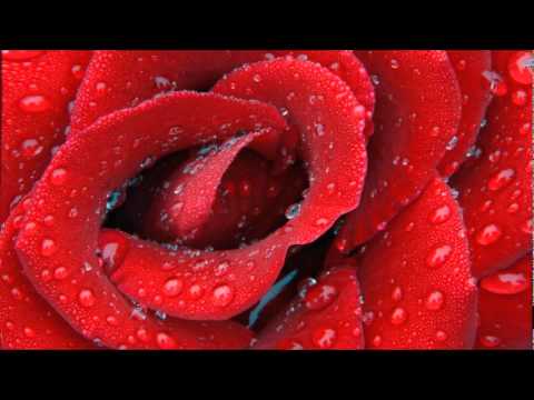 Sharon Forrester - Red Rose (Radio Mix).wmv