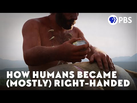 Why Are Most People Right-Handed?