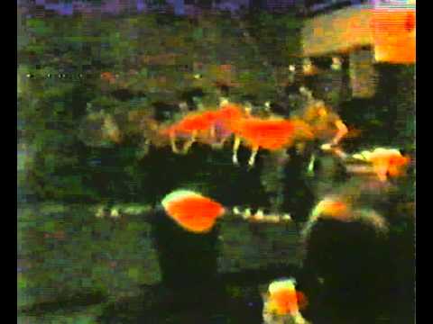 1985 12 20 Gombavató műsor 4F