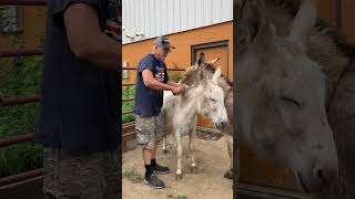 Help Donkeys Shed their Winter Coat, Lose Bugs, Prepare for Summer Heat.