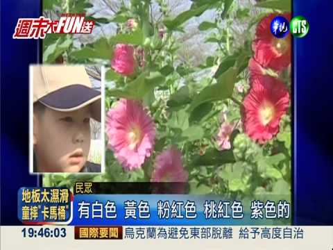 一丈紅綻放! 蜀葵花海漫台南學甲