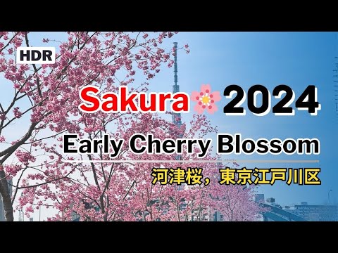 Early Cherry Blossom in Tokyo | Sakura in Tokyo 2024 | 河津桜, 桜開花 2024
