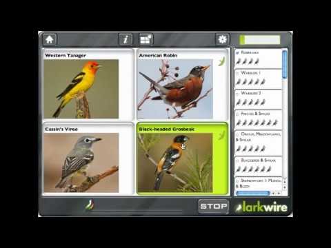 Learn Bird Sounds with Larkwire