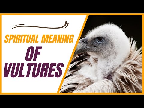 Vulture Spiritual Meaning and Interpretation