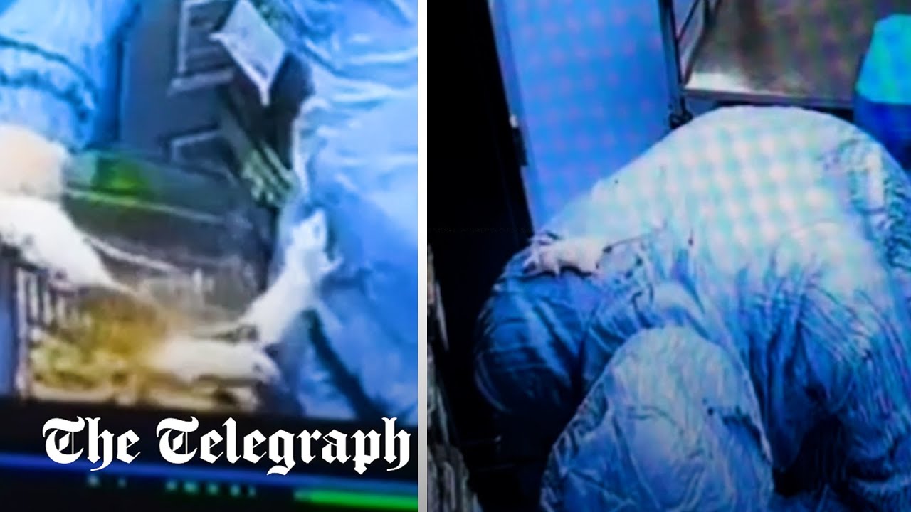 Watch: Lab mouse evades capture by clinging to clueless worker for more than 10 minutes