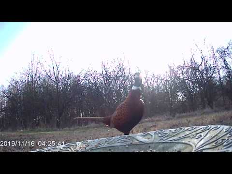 Bażant zwykły samiec ostrożności nigdy nie za wiele,  Common pheasant male, ptaki Polski