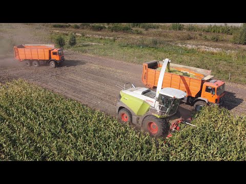 Claas Jaguar 970 + M.A.N. silagetrucks - Loonw. Neyt-Van Laere - mais 2020