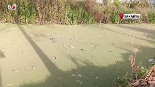 Su Kanalı Adeta Çöplüğe Döndü Vatandaş Karasu Belediyesi’ni Göreve Çağırdı