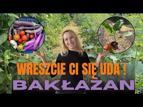 Wielki Wysiew Bakłażanów: Od Klasyki po Egzotykę (11 Odmian!) | The Big Eggplant Sowing