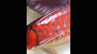 Arowana Fishes Videos