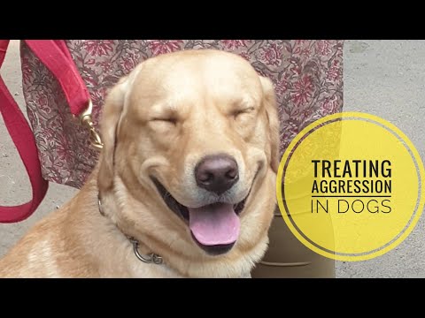 Treating aggression in dogs using therapy