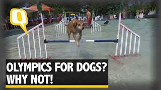 The Quint: Olympics For Dogs? Woof Woof! Why Not!