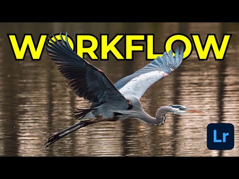My MUST KNOW Lightroom Edits For Bird Photography
