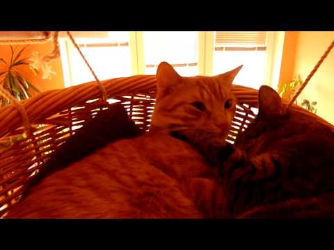 Junínek a Bambulek v koši