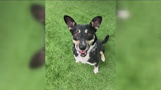Mynah from The San Diego Humane Society needs a home!