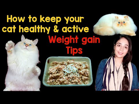 persian cat care / how to increase cat weight / Tips for happy and healthy cat / Dr. hira saeed