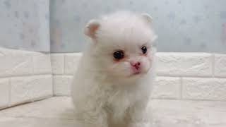 ハーフ犬の動画01