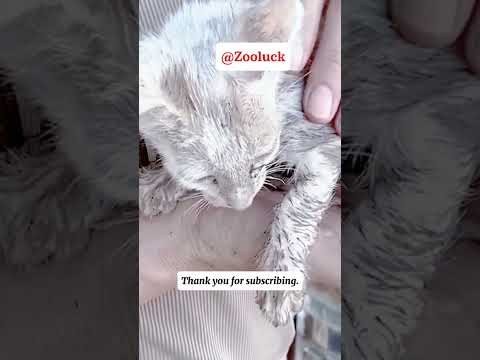 A Starving Kitten Fighting to Survive”