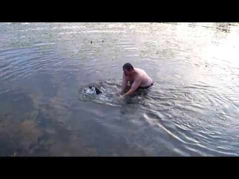 Pupa šoka į vandenį