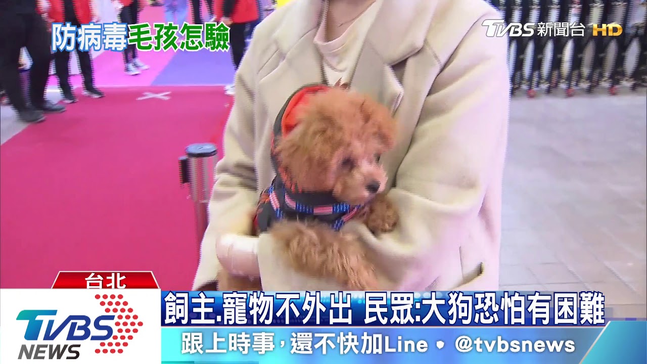 北市必要時「寵物隔離」 防檢局:沒證據犬貓傳染