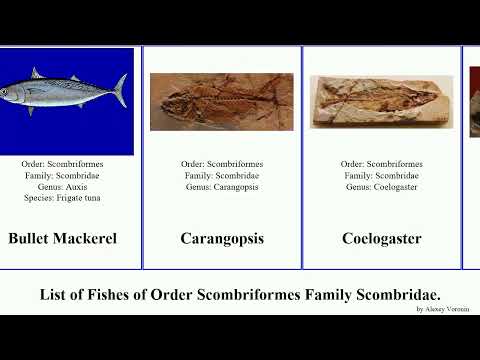 List of Fishes of Order Scombriformes Family Scombridae. mackerel atlantic bonito pacific tuna