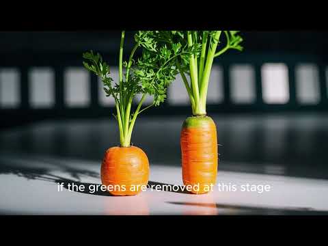 Carrot Growth Time-Lapse | From Seed to Harvest in 90 Days