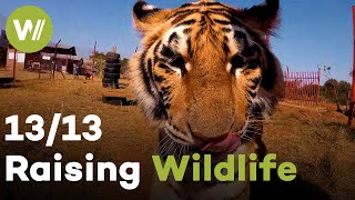 Tiger, Black Leopard & Serval | Raising Wildlife (13/13)