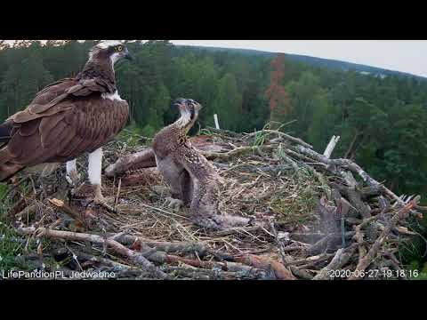 Agresja pisklęcia rybołowa wobec samicy / Aggression of the osprey chick towards a female