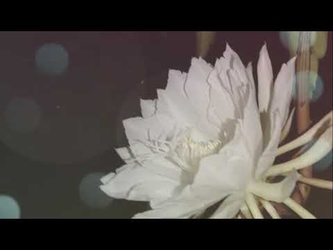 Flowers in my garden