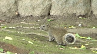 鎌倉のリス #short