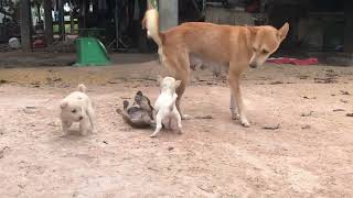 #dogs #doglife #dogshorts #amazingdogs #animals #shortvideo #beautifuldogs #cutedogs #funnyanimal