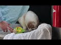 Mini Bernedoodle dogs for sale: Sydney - Video 1