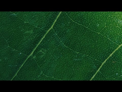 ElectroMush - Green Bean