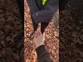 Tickle Tickle Shorts