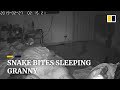 A Real Nightmare Snake Attacks Thai Granny In Sleep