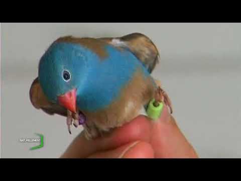 Passion : Elever des oiseaux exotiques