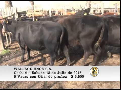18-07-15 Ventas de Vientres - Wallace Hnos S.A. - Cachari