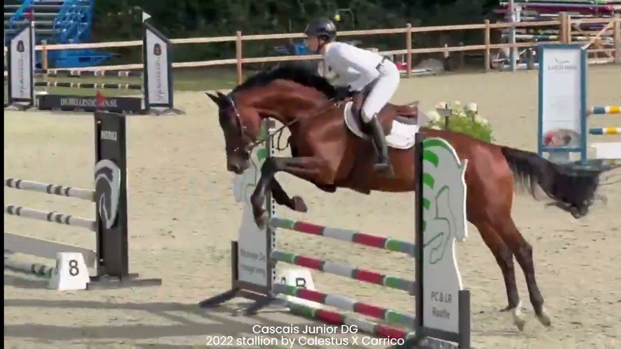 Nevada Z(+Cascais Junior DG) ☆☆ (NIXON VAN'T MEULENHOF x CORMINT) video 3