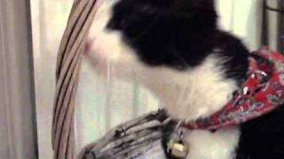 kyra en een bloemen bak