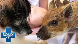 Adorable Mini Piglet Finds Its Forever Home | Bondi Vet Full Episode