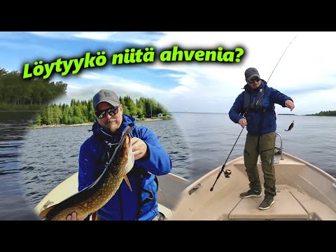 Ahvenen ja hauen kalastusta, jigillä ja uistelemalla Ii joella