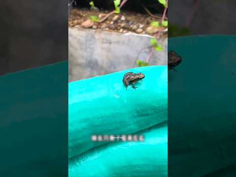 Today He Will Show the World’s Smallest Things… You Won’t Believe Your Eyes!