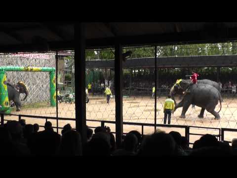 Тайланд,Nong Nooch.Шоу слонов