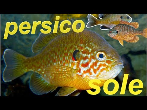 a paraziták gyakori kezelése a paraziták típusai és tünetei