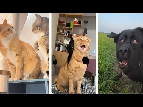 The Funniest Animal Videos You’ll Ever See | Part 5