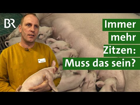 , title : 'Innovation in der Schweinezucht: Sauen mit mehr Zitzen - weniger Stress für Ferkel | Unser Land | BR'