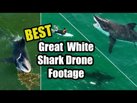 Best Great White Shark Drone Footage (Narrated) 2022