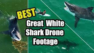 Best Great White Shark Drone Footage 2022 (Narrated)