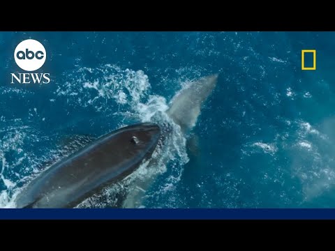 Orca takes down a great white shark on camera