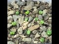 How To Grow Lithops From Seed Part 1